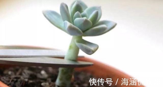 阴凉处|君子兰、多肉秋天“砍一刀”，1次冒出10个芽，几个月养爆盆