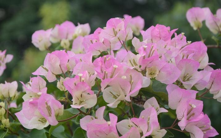 三角梅入秋管理做好4点,花开到过年