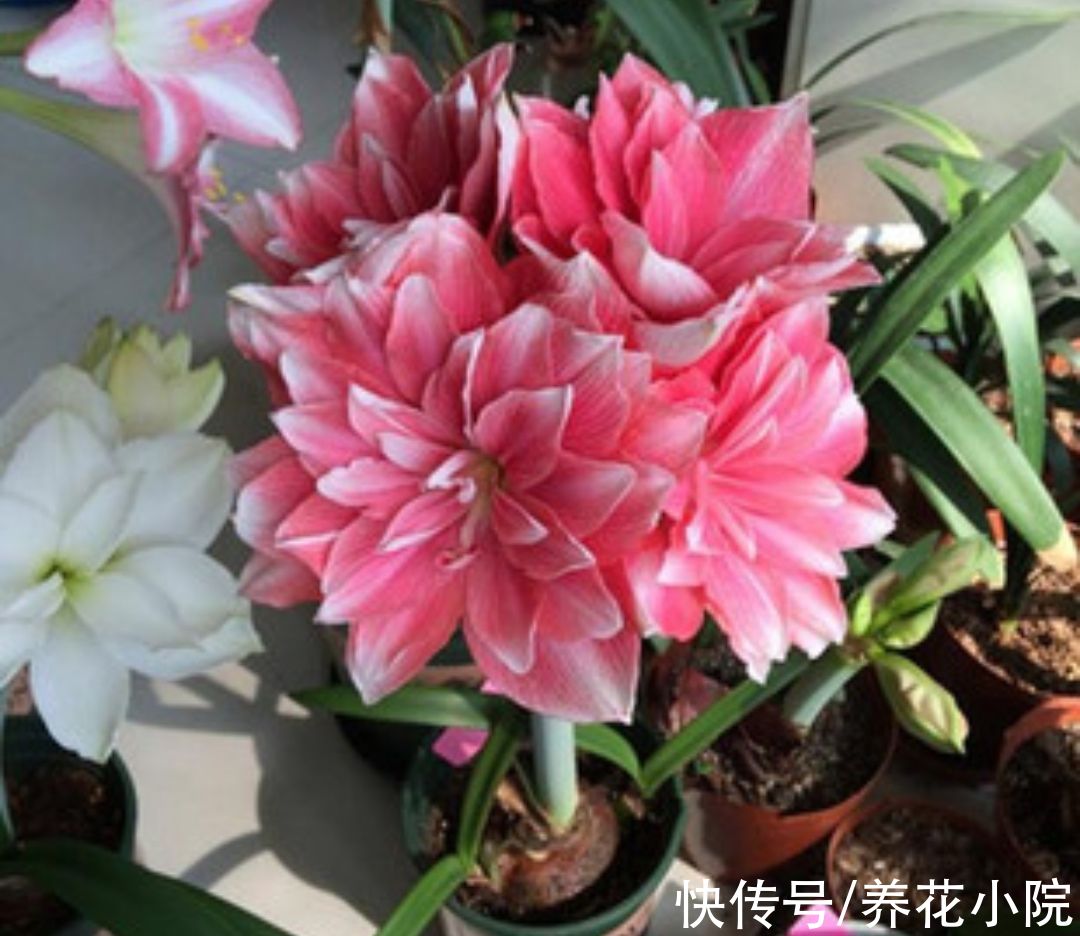 花卉|什么花好养？5种球根花卉，埋土里就活，开花更漂亮