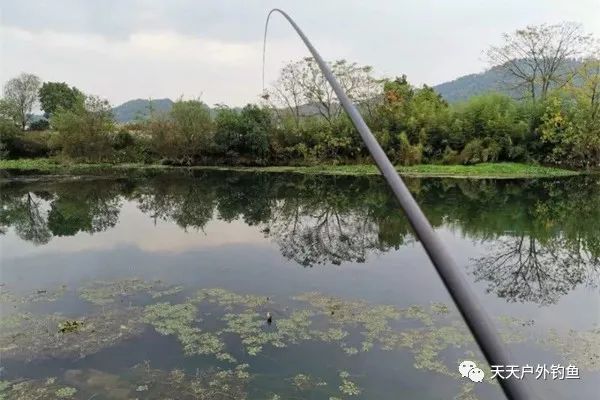  鲫鱼|钓鱼不钓草，完全瞎胡跑找个草窝就开钓，那离“扑空”不远了