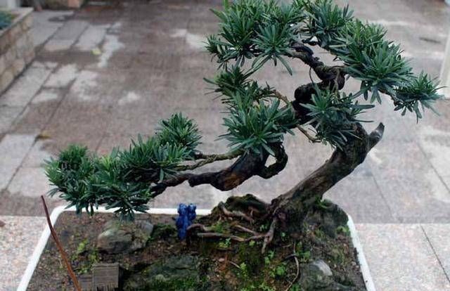 3种名贵盆景山上遍地有,教你养护技巧,个个价值高造型佳