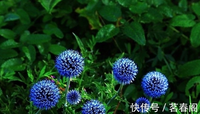 此花是苏格兰国花,花形奇特极其耀眼夺目,象征着神的保佑