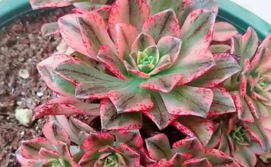 长势|多肉法师别光养黑法师，试试甜茶多肉，长势旺出锦美，后悔晚知道