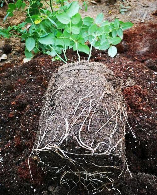 再萎蔫难养的花，盆里浇1勺水，根系健硕，花开更加旺盛