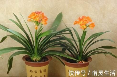 花卉|什么花肥,黄豆肥,都比不上此肥料,营养多,啥花都越养越旺