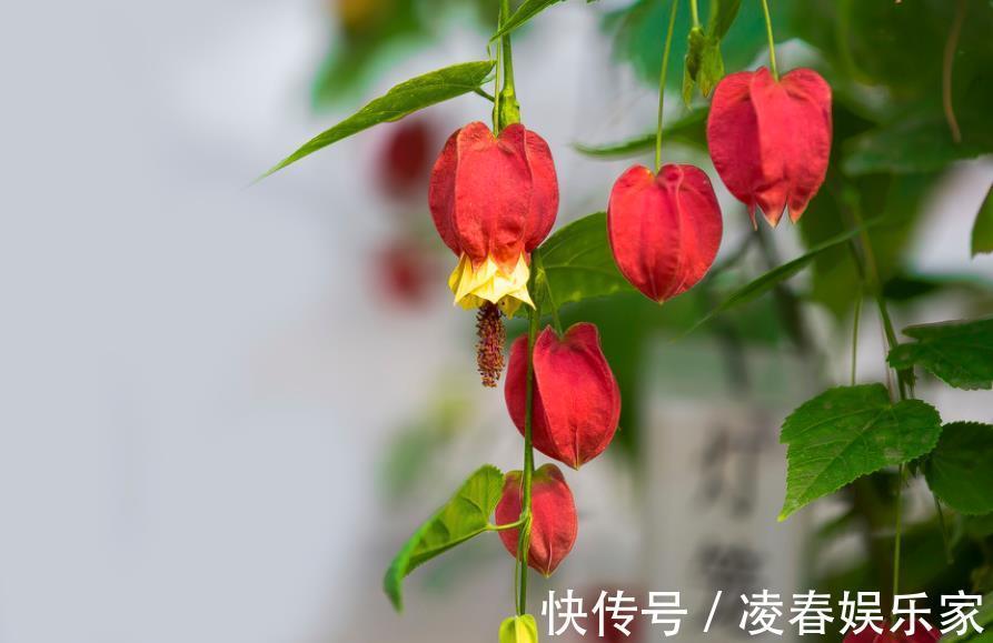 6种 漂亮花 好看吉祥寓意好 摆在家里上档次 值得拥有 粉紫色 6种 漂亮花 好看吉祥寓意好 摆在家里上档次 值得拥有 粉紫色