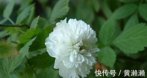 黄庭坚@杨万里的一首七律,开篇不吝赞美之词,结尾更是富有理趣