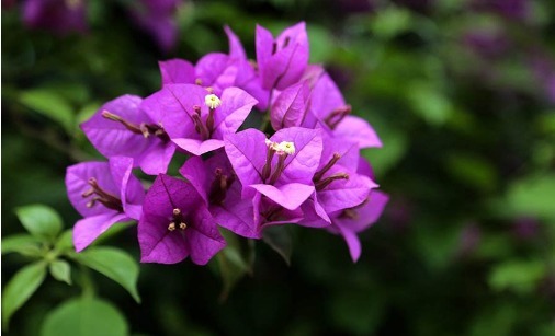 在家养的三角梅迟迟不开花，只需按照以下方法，三角梅花苞挂满枝