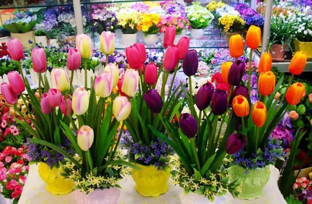 冬季有4种花是“一次性”植物,开完扔掉就行,再养浪费时间!