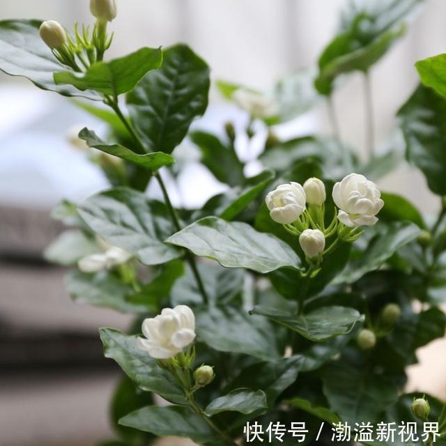 扦插|栀子花、茉莉花用塑料瓶扦插,装点水就生根,新手也能用!