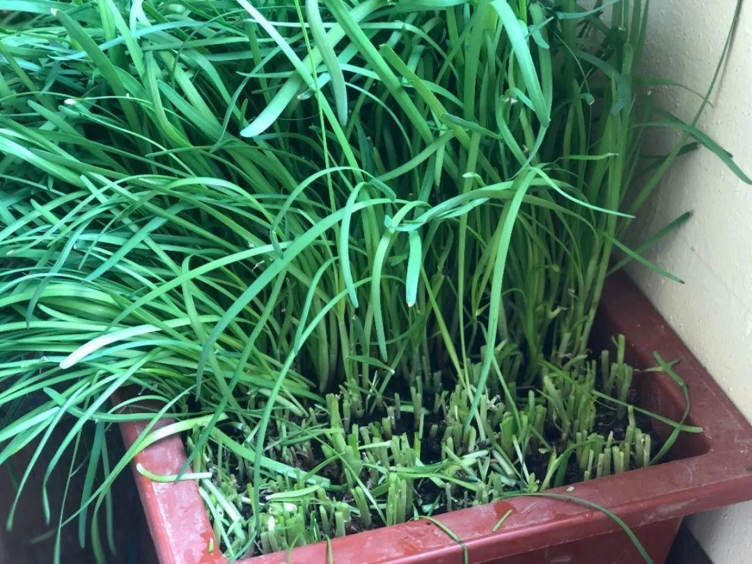 阳台养这10种菜,长得快、结果多,全家都够吃!