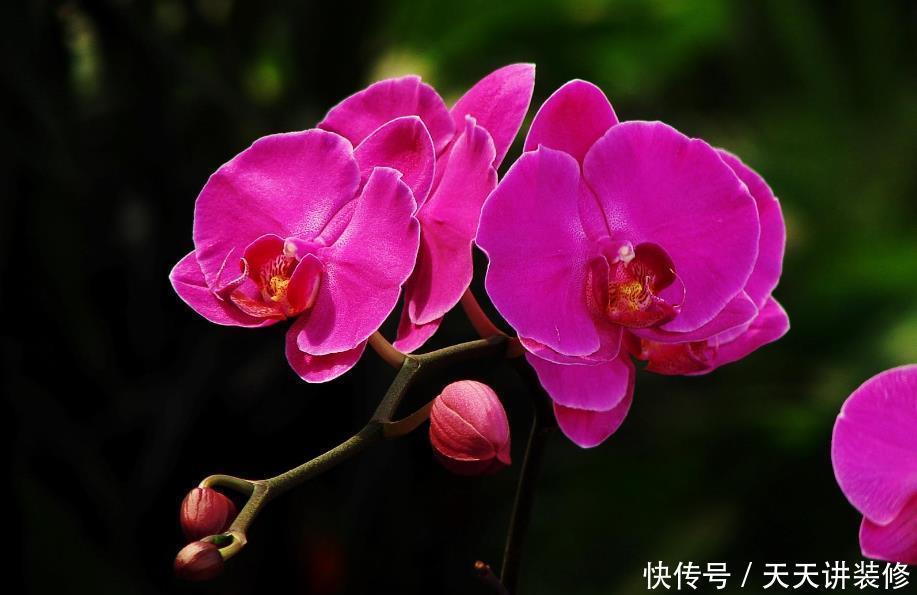 又雅又香又上档次,5种兰花推荐你,有面子