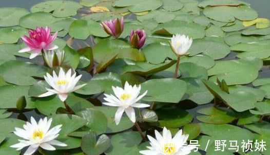 阳台上|喜欢养花,就养这4种花,越晒开花越旺,花市都抢着买