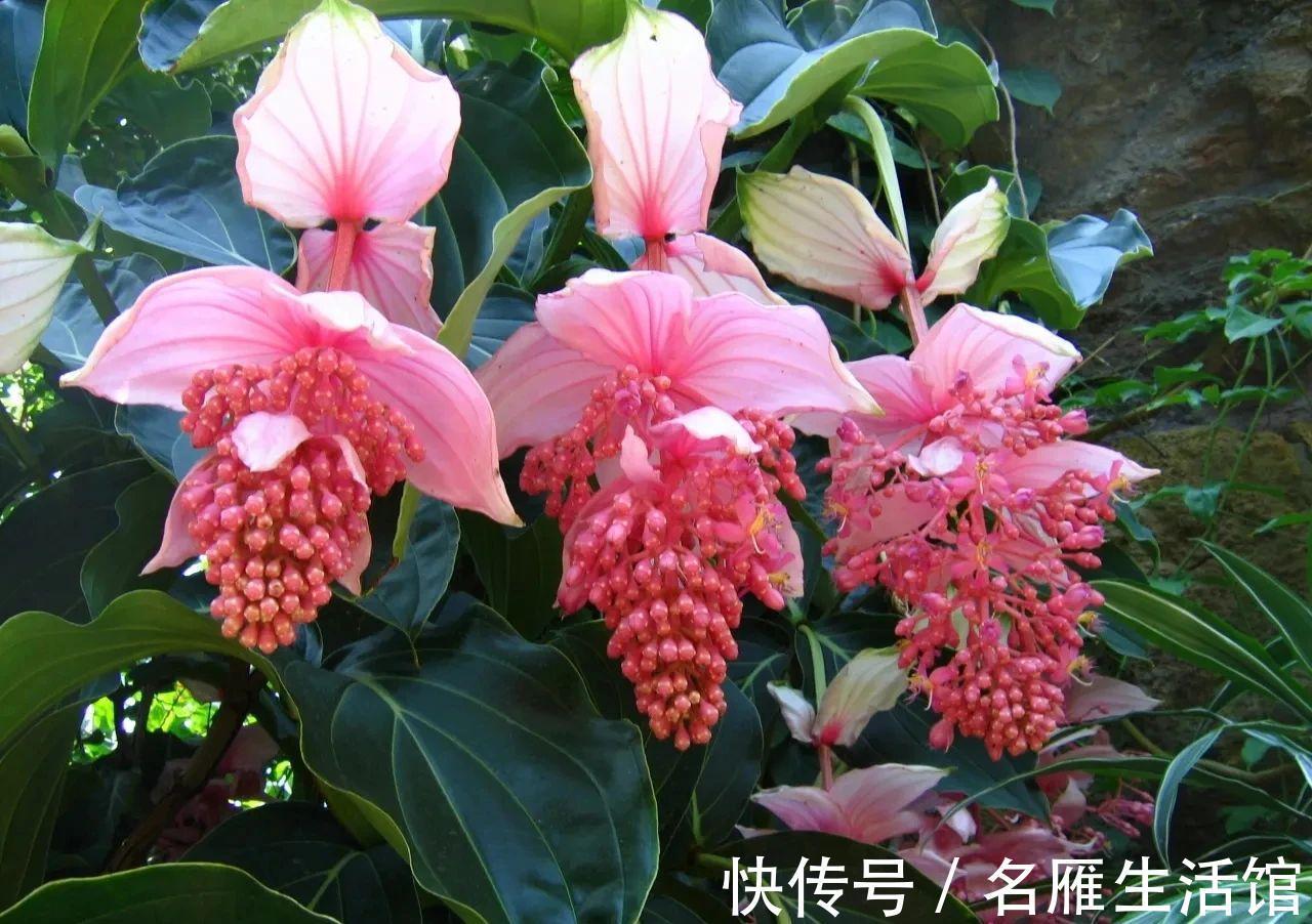 5种花“漂亮花”,十月大降价,便宜也别买,白白浪费钱