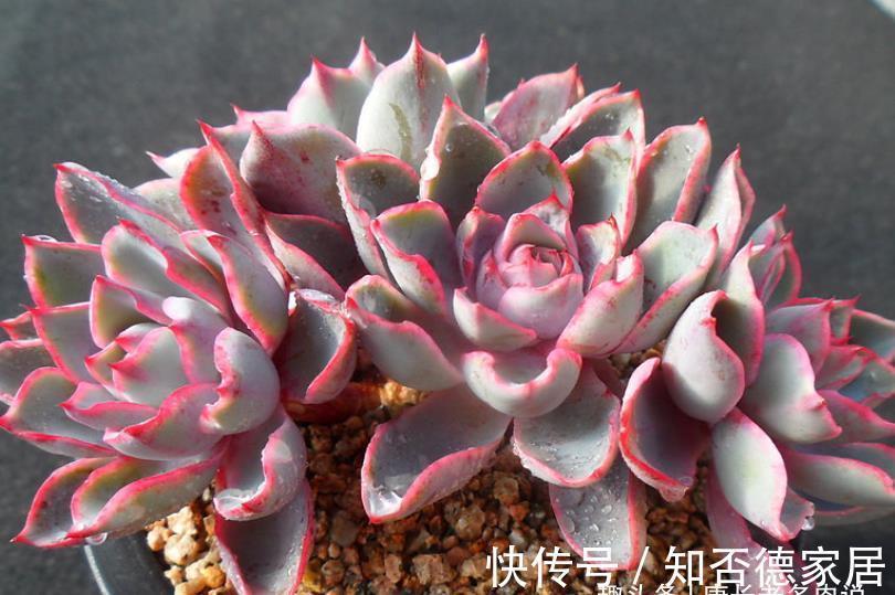 父本|有一种多肉叫赫拉，出状态后又纯又欲，没有经验的新手也能养好它