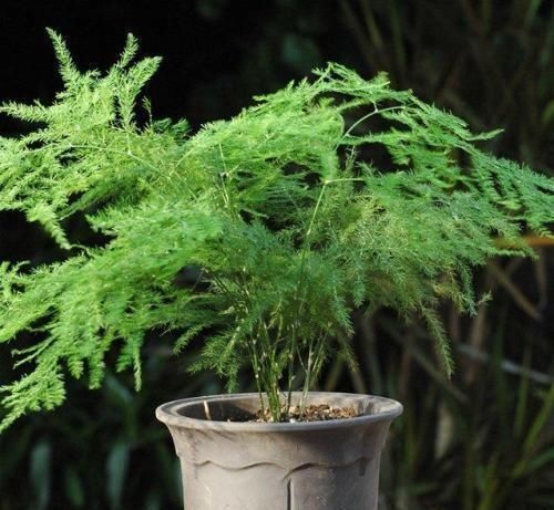 7月开始,4种花就怕“晒太阳”,想要叶色翠绿,这些细节你知道吗