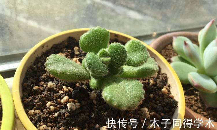 多肉植物熊童子没精神 早点检查下这3地方 可能马上找到元凶 粉紫色 多肉植物熊童子没精神 早点检查下这3地方 可能马上找到元凶 粉紫色