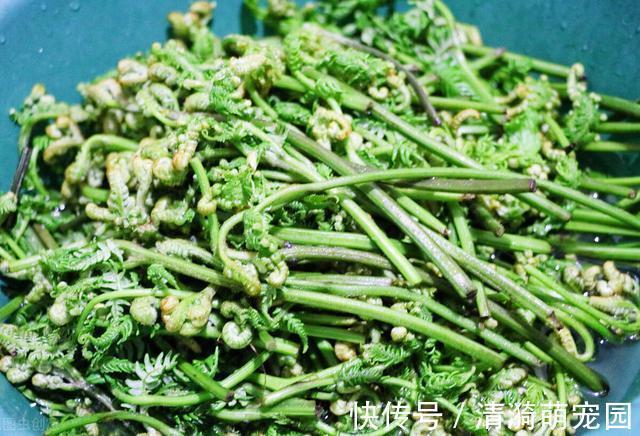 这4种野菜自带“毒素”,为了健康别偷懒,记得要焯水,收藏了