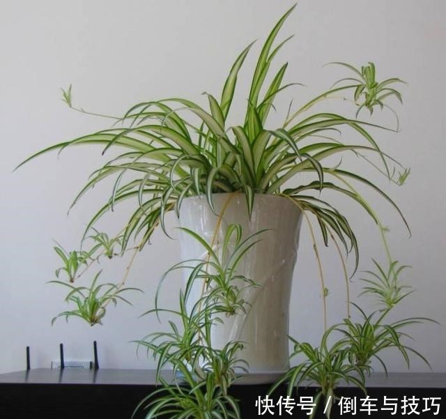 天冷也要换盆,这3种花11月之前换好盆,大冷天也能长得绿!