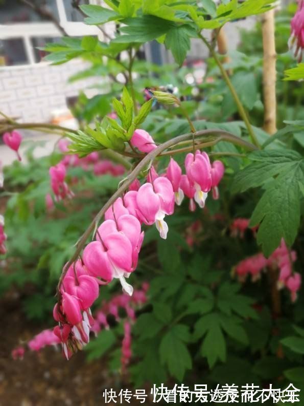 石斛兰|耐阴花就养这5种,阴凉地儿也能开花,颜值一点不比阳性植物低