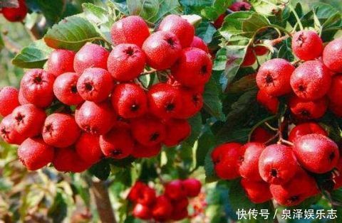 枇杷|想促進消化不知道吃啥這幾種水果，多吃效果好！