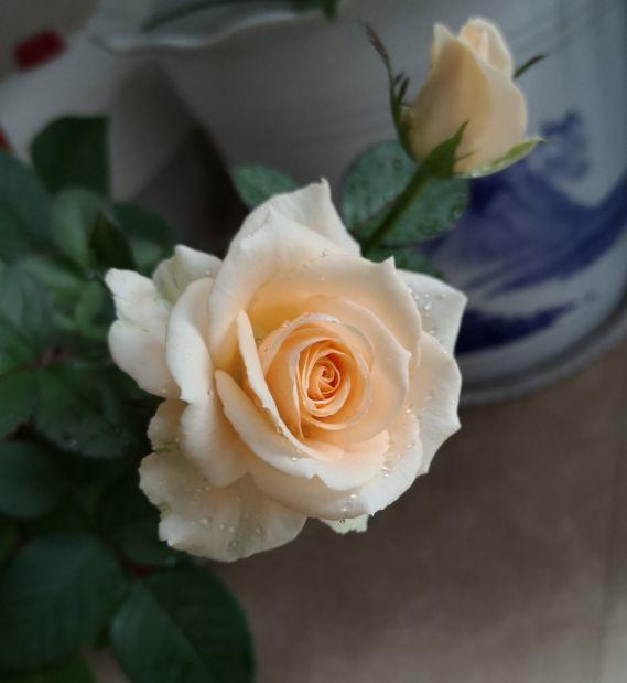 月季扦插总是黑杆教你一个新方法，40天就能养开花！