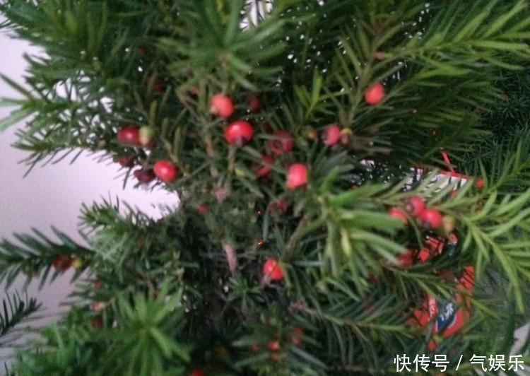 怪不得老公把发财树扔了,现阳台流行种此花卉,香飘满屋更迷人