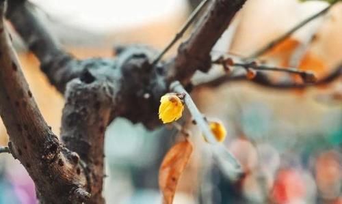 珠珠|花期正好!趵突泉畔的玉兰蜡梅绽放啦!喜气洋洋迎新春!