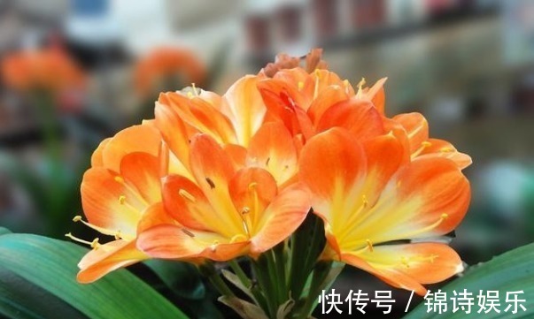 松针土|养君子兰只用1种土,不黄叶烂根,四季油绿,年年开花爆盆