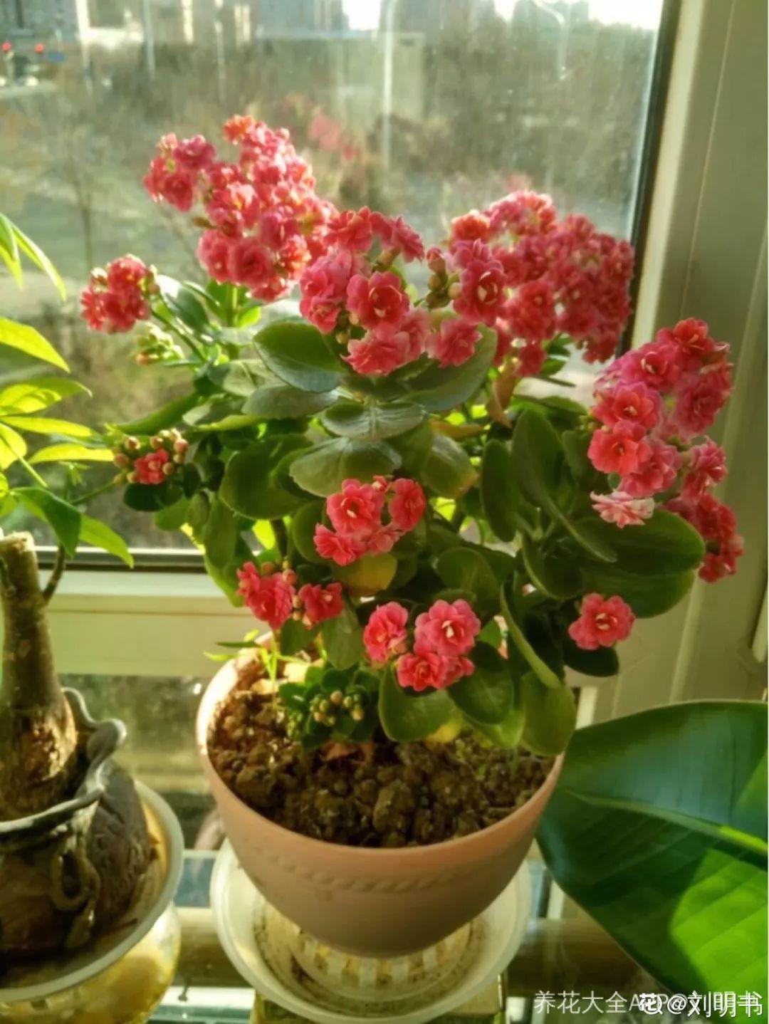 10种耐旱花,2个月不浇水,叶子反而绿油油!
