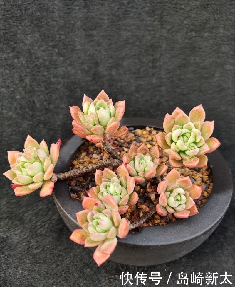 给我一块黑布，多肉走个台步