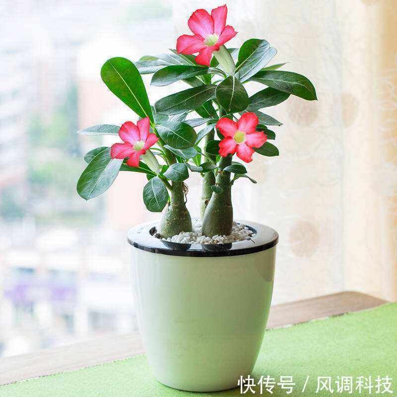 这三种花比绿萝还好养,三个月不管照样开花,最适合上班族
