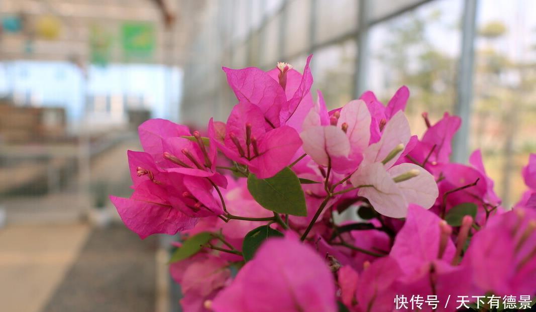 阳台养花学会“组合”，开花就像接力赛，这盆开完那盆开