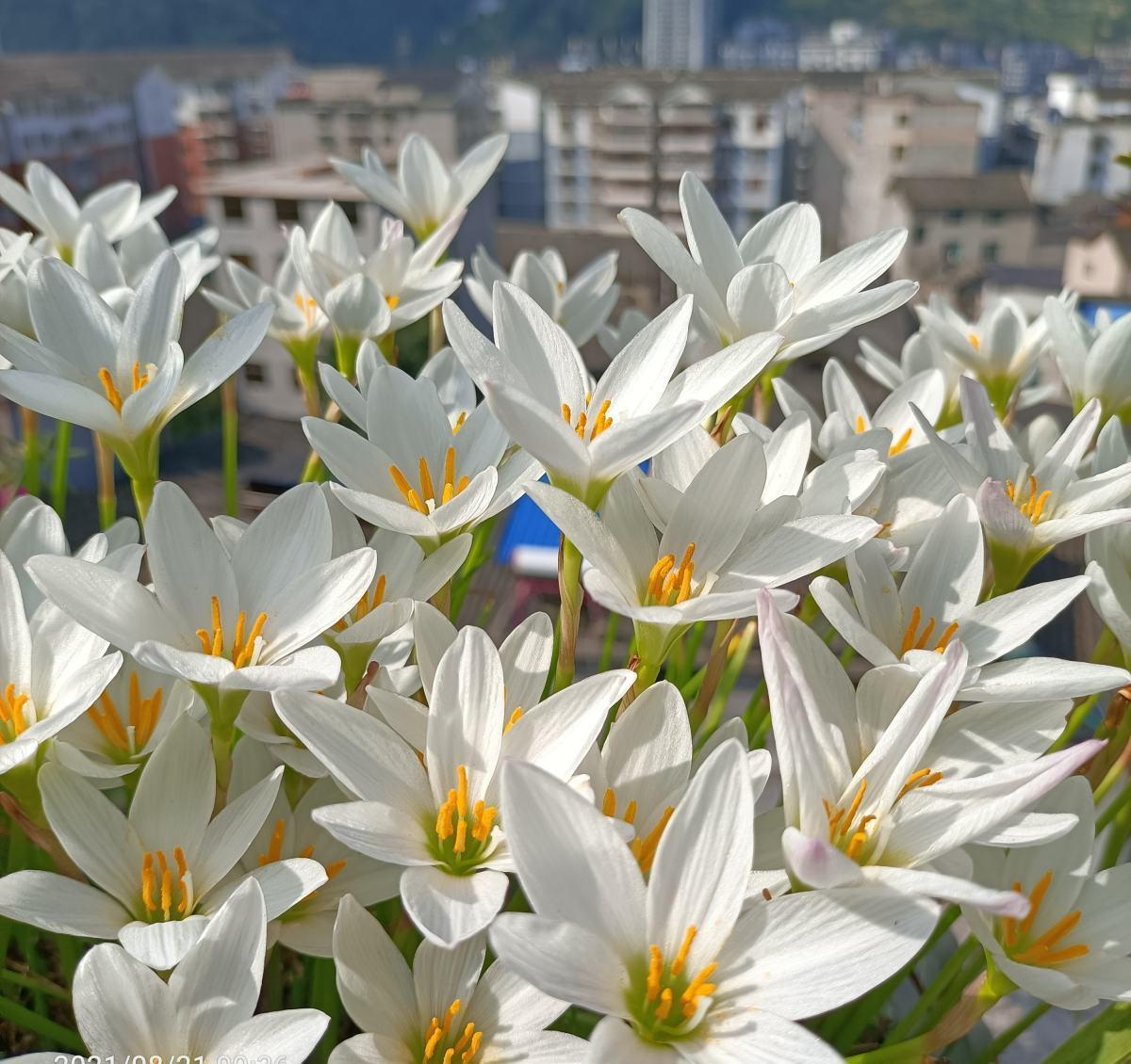 冬天给花浇水，要注意3点，植物喝饱水长得旺