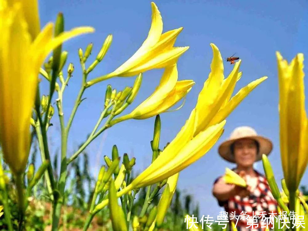 秋水仙碱|新鲜的有剧毒，晒干后却成高钙菜，一斤40元，6月采摘最好吃