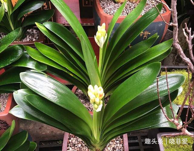 君子兰2大“嗜好”，促进轻松“爆盆”，叶子油绿开花艳