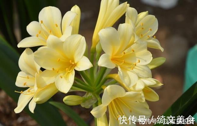 花盆|“翩翩”君子兰总是烂根土壤里撒点“它”，肉根白胖不腐烂