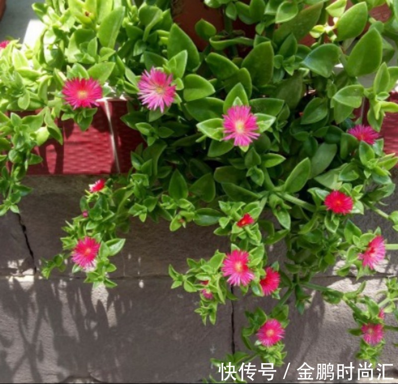 最适合卧室摆放的9种植物,清新素雅,安全无毒,还特好养活