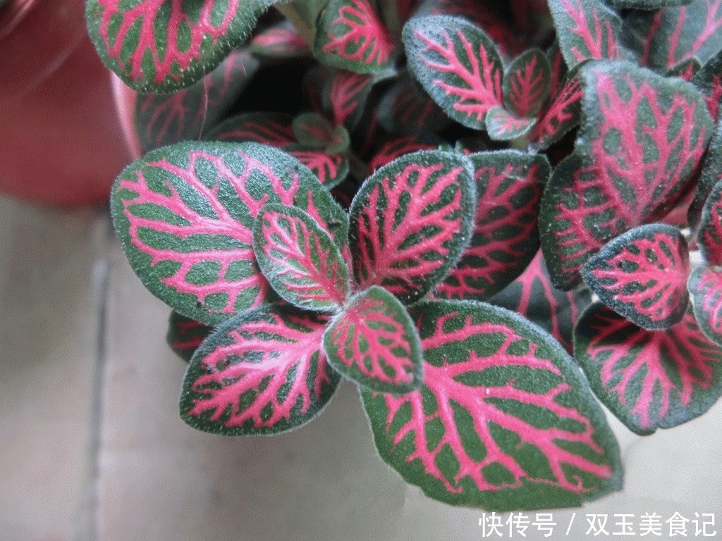 口红|这些花不用太多光,放在家里的阴处养,开花大朵真漂亮