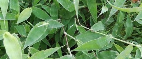 农民|只有老农民才认识的这种野草,长得像竹叶,如今20元一斤成稀罕