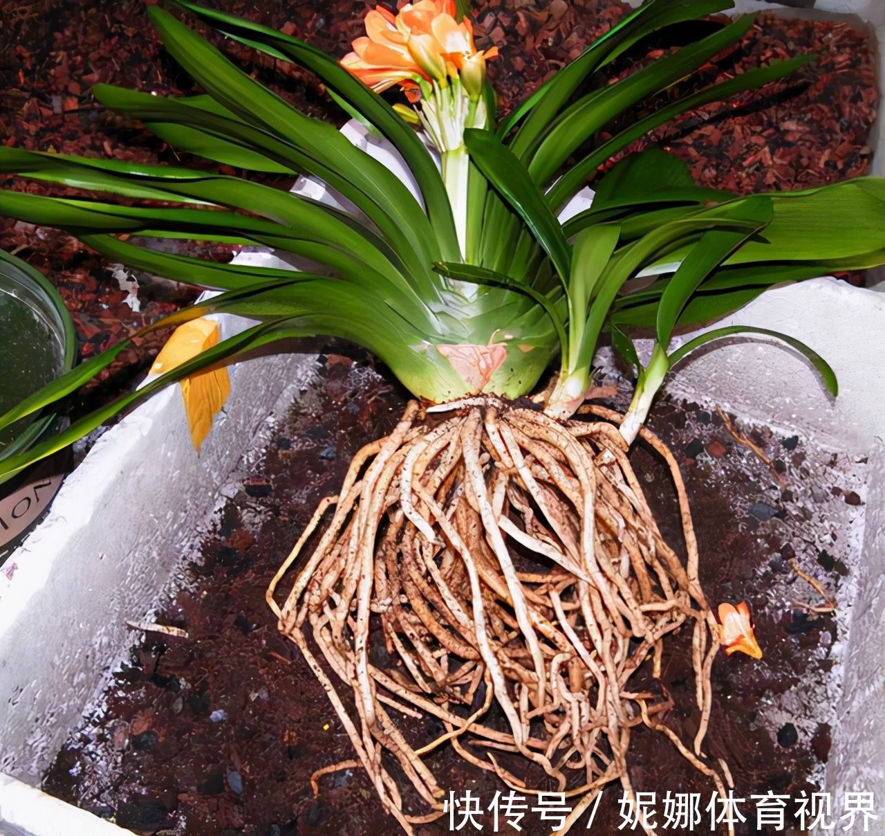 李大姐养君子兰,年年开大花,有吉祥好兆头,原来是她做对5件事