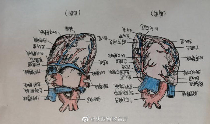  种颜色|护理学的笔记，需要多少种颜色？