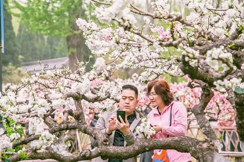 济南百花盛开，周末可以一起去赏花踏春，错过这个春天又得等一年