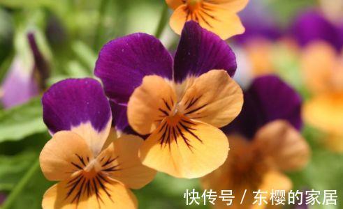 农历7月16日开始 养花养个耐看的 花一开300天 美爆阳台 粉紫色