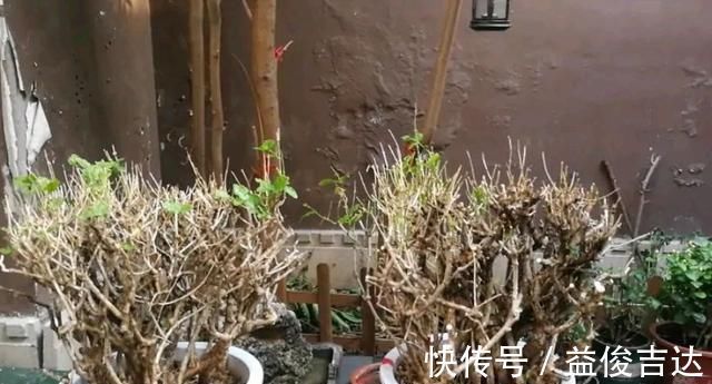 枝条|茉莉花老桩换盆,必做“1件事”,根系长满盆,侧枝多,一次开爆