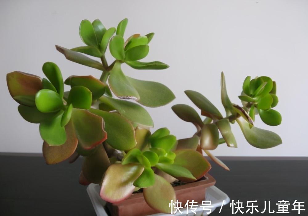 浇水|一种植株盆栽,能活几十年,而且欣赏价值极高,怎么也看不腻