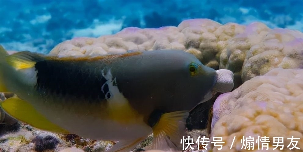 洋葱阅读法@揭秘!大神如何一年读700本书?