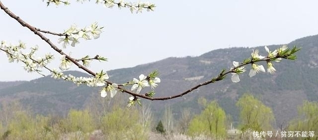 宋诗里最不容错过的一首诗,律回岁晚冰霜少,春到人间草木知!