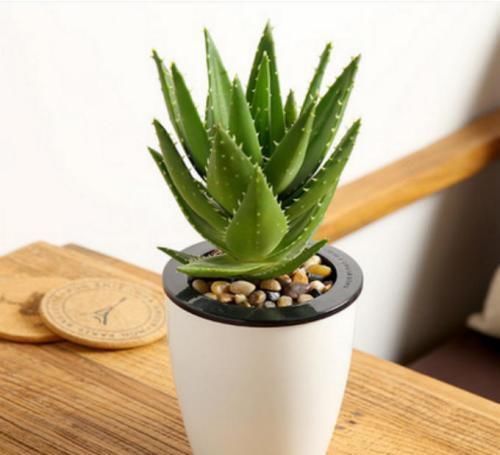 芦荟|芦荟盆栽越长越大,如何给芦荟进行修剪,要注意什么