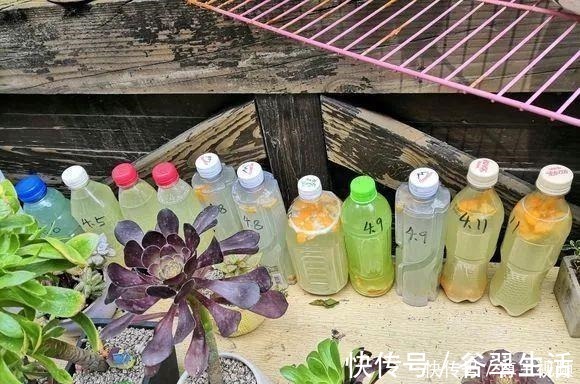 叶片|厨房3种垃圾,是难得的氮磷钾肥,养花浇一点,叶片油亮花不断!